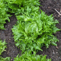 IJsbergsla Ice Queen (Lactuca sativa) zaden