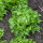 IJsbergsla Ice Queen (Lactuca sativa) zaden