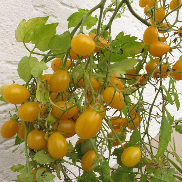 Tomaat Dattelwein (Solanum lycopersicum) zaden