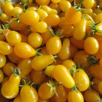 Tomaat Dattelwein (Solanum lycopersicum) zaden