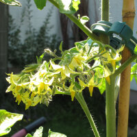 Tomaat Dattelwein (Solanum lycopersicum) zaden
