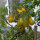 Tomaat Dattelwein (Solanum lycopersicum) zaden