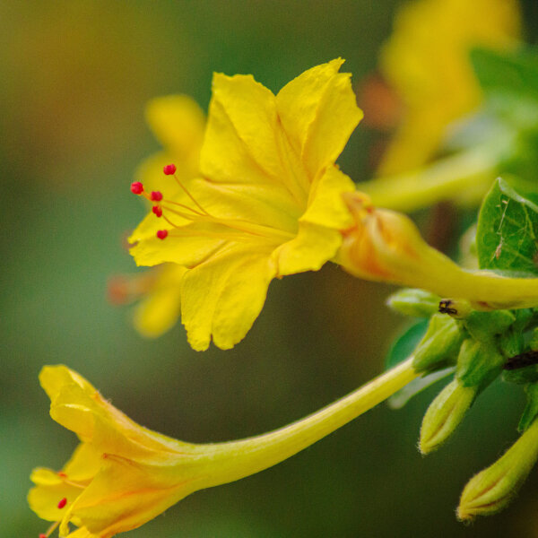 Nachtschone (Mirabilis jalapa) zaden