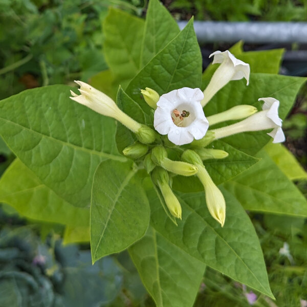 Tabak Baffra Basma (Nicotiana tabacum) Samen