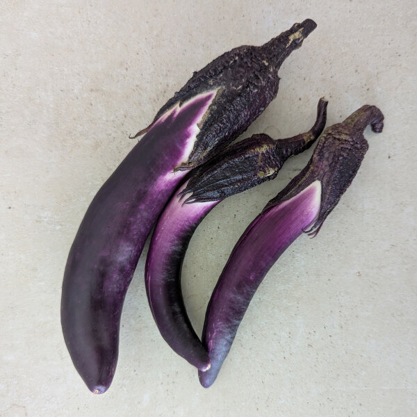 Aubergine Tarim (Solanum melongena) biologisch zaad