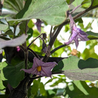 Aubergine Tarim (Solanum melongena) biologisch zaad