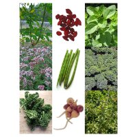 Superfoods - zaad set