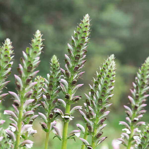 Zachte beerpoot (Acanthus mollis) zaden