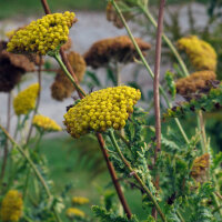 Geel duizendblad Cloth of Gold (Achillea filipendulina)...