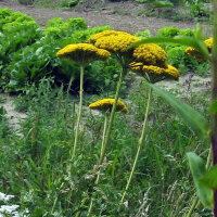 Geel duizendblad Cloth of Gold (Achillea filipendulina) zaden