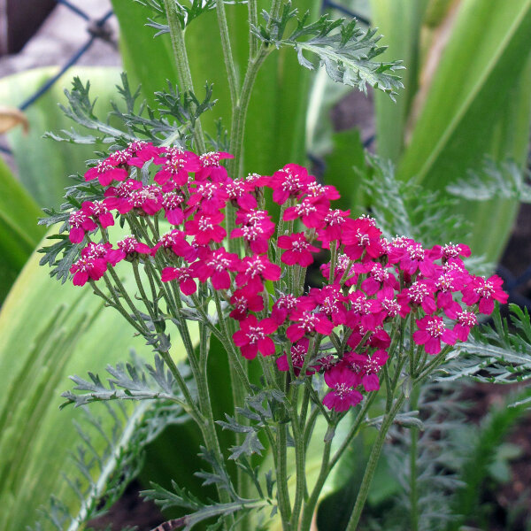 Rood duizendblad Cerise Queen (Achillea millefolium) zaden