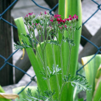 Rood duizendblad Cerise Queen (Achillea millefolium) zaden