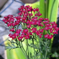 Rood duizendblad Cerise Queen (Achillea millefolium) zaden