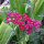 Rood duizendblad Cerise Queen (Achillea millefolium) zaden