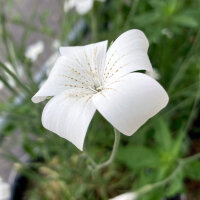 Witte bolderik ‘Ocean Pearls’ (Agrostemma...