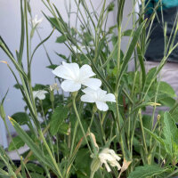 Witte bolderik ‘Ocean Pearls’ (Agrostemma githago) zaden