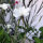 Witte bolderik ‘Ocean Pearls’ (Agrostemma githago) zaden
