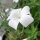 Witte bolderik ‘Ocean Pearls’ (Agrostemma githago) zaden