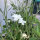 Witte bolderik ‘Ocean Pearls’ (Agrostemma githago) zaden