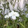 Witte bolderik ‘Ocean Pearls’ (Agrostemma githago) zaden