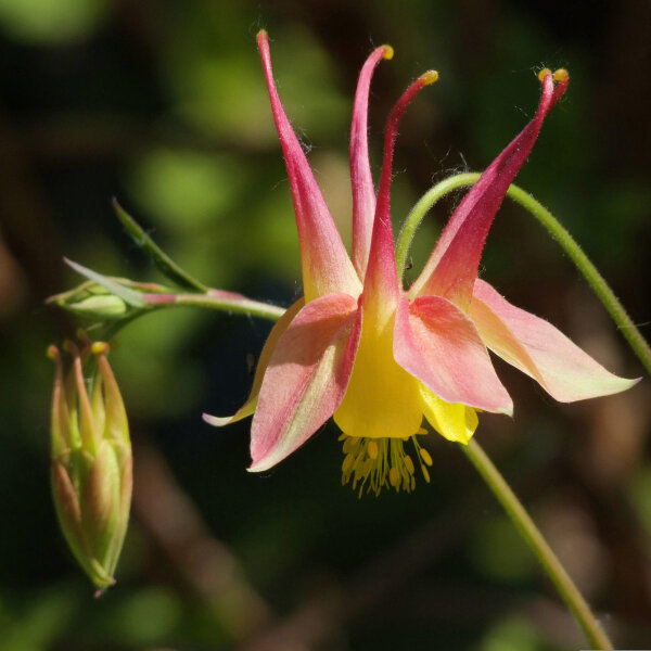 Canadese akelei (Aquilegia canadensis) zaden