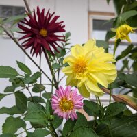 Hoge Dahlia mix Decorative Giants (Dahlia variabilis) zaden
