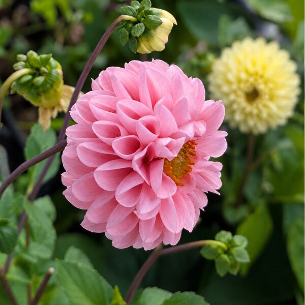 Pompon Dahlia mix (Dahlia variabilis) zaden