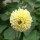 Pompon Dahlia mix (Dahlia variabilis) zaden