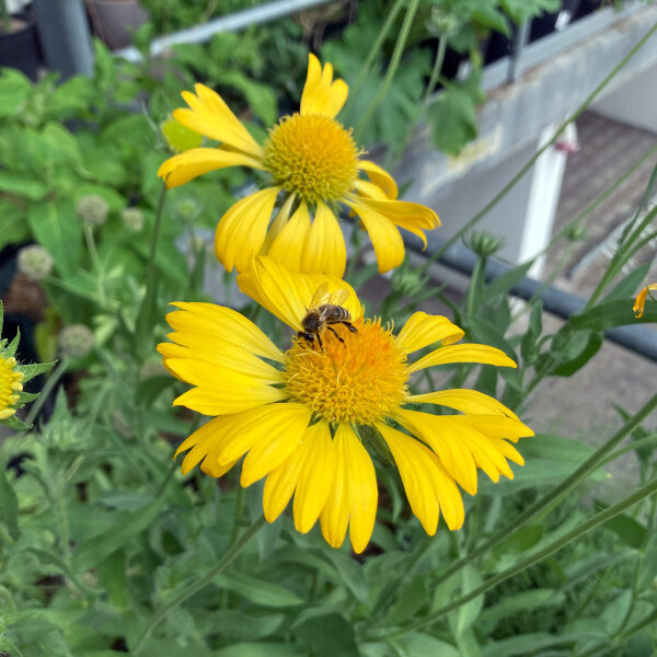Vaste kokardebloem Aurea Pura (Gaillardia aristata) zaden