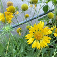 Vaste kokardebloem Aurea Pura (Gaillardia aristata) zaden