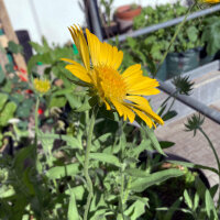 Vaste kokardebloem Aurea Pura (Gaillardia aristata) zaden