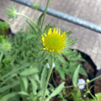 Vaste kokardebloem Aurea Pura (Gaillardia aristata) zaden