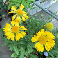 Vaste kokardebloem Aurea Pura (Gaillardia aristata) zaden
