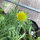 Vaste kokardebloem Aurea Pura (Gaillardia aristata) zaden