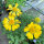 Vaste kokardebloem Aurea Pura (Gaillardia aristata) zaden
