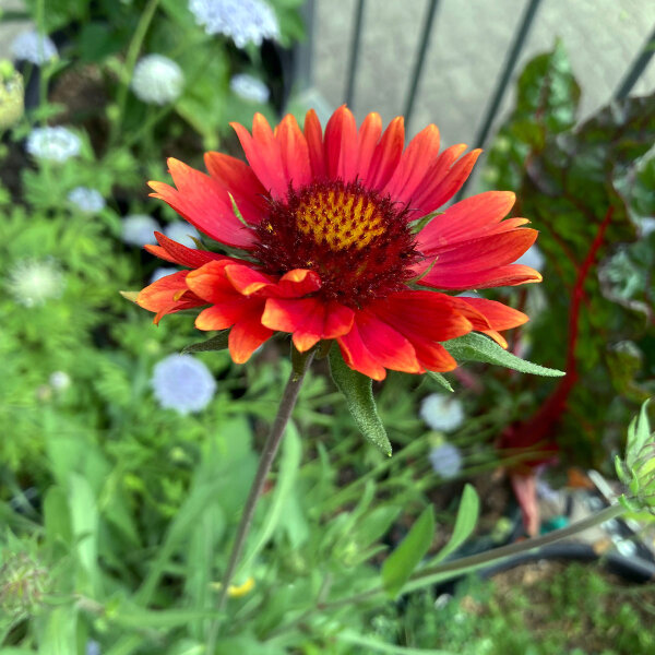 Oranje vaste kokardebloem Tokajer (Gaillardia aristata) zaden