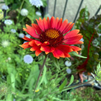Oranje vaste kokardebloem Tokajer (Gaillardia aristata)...