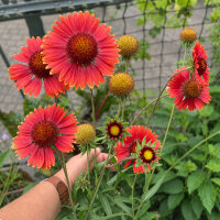 Oranje vaste kokardebloem Tokajer (Gaillardia aristata) zaden