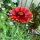 Oranje vaste kokardebloem Tokajer (Gaillardia aristata) zaden