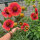 Oranje vaste kokardebloem Tokajer (Gaillardia aristata) zaden
