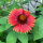 Oranje vaste kokardebloem Tokajer (Gaillardia aristata) zaden