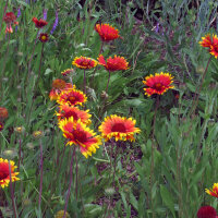 Tweekleurige vaste kokardebloem Bremen (Gaillardia aristata) zaden