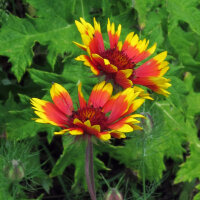 Tweekleurige vaste kokardebloem Bremen (Gaillardia aristata) zaden