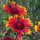 Tweekleurige vaste kokardebloem Bremen (Gaillardia aristata) zaden
