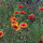 Tweekleurige vaste kokardebloem Bremen (Gaillardia aristata) zaden