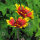 Tweekleurige vaste kokardebloem Bremen (Gaillardia aristata) zaden
