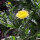 Lichtgele goudsbloem Lemon Cream (Calendula officinalis) zaden