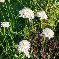 Wit duifkruid Double White (Scabiosa atropurpurea) zaden