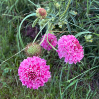 Roze duifkruid Double Salmon Rose (Scabiosa atropurpurea) zaden