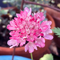Roze duifkruid Double Salmon Rose (Scabiosa atropurpurea) zaden